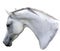 Illustration of Beautiful Grey Arabian Horse Head With Head Bowed Digital Painting