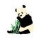 Illustration:Beautiful panda shots, very beabeautiful pictures.