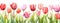 Illustration of beautiful tulips banner
