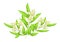 An Illustration of Beautiful Ylang Ylang Flowers