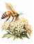 Illustration of a bee collecting nectar from a white flower