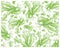 Illustration of Bird`s Nest Fern or Asplenium Nidus Plants Background