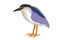 Illustration of a black-crowned night heron Nycticorax nycticorax