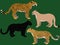 Illustration of black panther, cougar, jaguar and leopard