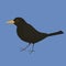 An illustration of a Blackbird