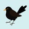 An illustration of a blackbird