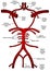 Illustration of blood vessels and brain circulation, circle of willis with labels