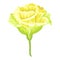 Illustration of blooming carnation flower.