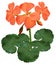 Illustration of blooming geranium - vector