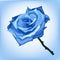 Illustration of blue frozen rose on a blue background