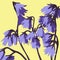 Illustration of bluebell flowers.