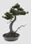 Illustration Bonsai Tree Isolated On White