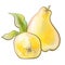 illustration botany plant common quince fruit edible tree close-up yellow and cutaway packaging design elements nature