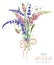 An illustration with a bouquet of the beautiful watercolor bright lupine flowers and lavender flowers, hand-drawn in a watercolor