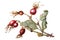 Illustration of a branch of rose hips