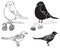 Illustration bullfinch and magpie birds