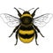Illustration of Bumble Bee