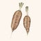 Illustration of carrots isolated background