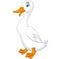 Illustration of cartoon white duck