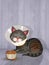 Illustration of cat with Elizabethan collar