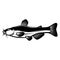 Illustration of catfish in engraving style. Design element for logo, label, sign, poster, t shirt.