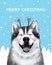 Illustration christmas card cute smiling husky