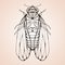 Illustration cicada with boho pattern.