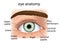 Illustration of a close and a human eye