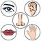 Illustration close up five senses, caucasian person