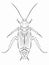Illustration of cockroach , vector draw
