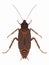 Illustration of cockroach , vector draw