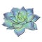 Illustration colored succulent logo design element botanical style blue green echeveria purpusorum tropical plant closeup on white