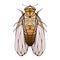 Illustration of colorful cicada with boho pattern