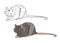 Illustration for a coloring book in color and black and white. Drawing of a rodent mouse on a white isolated background.
