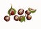 Illustration of Conkers, Horse Chestnuts.