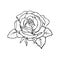 illustration, contour of the drawn rose, for cards, posters, patterns