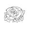 illustration, contour of the drawn rose, for cards, posters, patterns