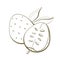 illustration contour line design element packaging natural fruit exotic tree annona medicinal plant soursop fruit close up