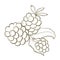 illustration contour line design element for packaging and printing. edible blackberry close-up on a white background. ingredient
