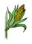Illustration of corn grain stalk sketch