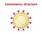 Illustration of coronavirus structure. White background.