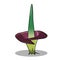 illustration of corpse flower, a very beautiful rare flower with a white background