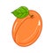 Illustration of creative colorful apricot icon. Idea for decors, logo,nature and fruit themes. Vegetarian. Isolated.