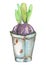 Illustration of the crocus flowers bulb in a rusty bucket