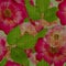 Illustration. Cross-stitch. Briar, wild rose, dog-rose. Seamless