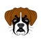 Illustration of cute boxer puppy with big brown ears and black nose in vector