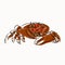 Illustration : Cute crab pictures, bright colors