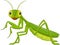 Illustration of Cute grasshopper cartoon - Green Mantis