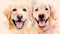 Illustration of a cute labrador retriever dogs in watercolor style