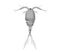 Illustration of a cyclops freshwater copepod